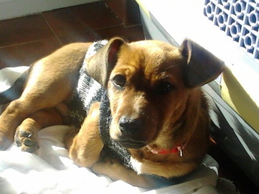 tomando el sol tomando el sol